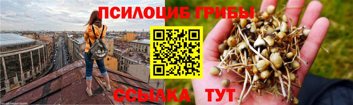 Галлюциногенные грибы Psilocybe Большой Камень