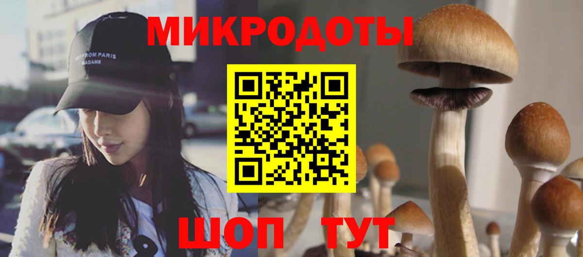 Большой Камень  Псилоцибиновые грибы Cubensis  Вход с VPN 